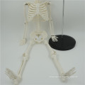 Hot Sell mini plastic skeletons